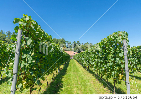 ワイナリーのぶどう畑 ワイナリーのぶどう畑 57515664