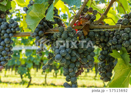 赤ワイン用ぶどう 57515692