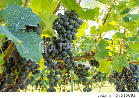 赤ワイン用ぶどう 57515693