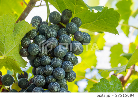 赤ワイン用ぶどう 赤ワイン用ぶどう 57515694