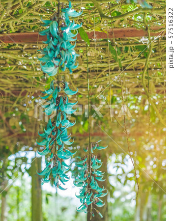 Beautiful blue purple of Tiger claw flowers in Dalat, Vietnam Beautiful blue purple of Tiger claw flowers in Dalat, Vietnam 57516322