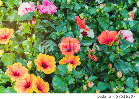 Beautiful of colorful hibiscus flowers in public garden at Ho Chi Minh City, Vietnam. Beautiful of colorful hibiscus flowers in public garden at Ho Chi Minh City, Vietnam. 57516507