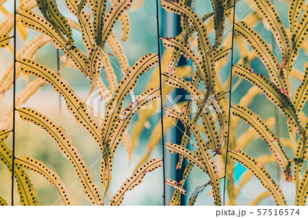 Beautiful Artificial leaves hanging in front of glass window to decorate the coffee shop. Natural Background. 57516574