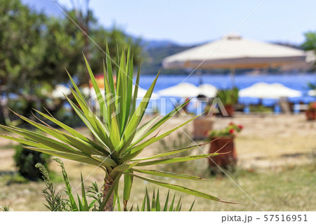 Little Yuka palm on blurred sea beach background. 57516951