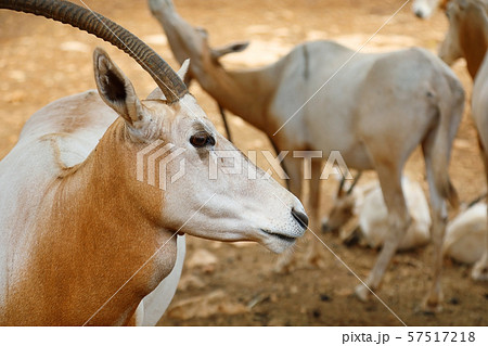 Flock of antelopes of Sahara Oryx Flock of antelopes of Sahara Oryx 57517218