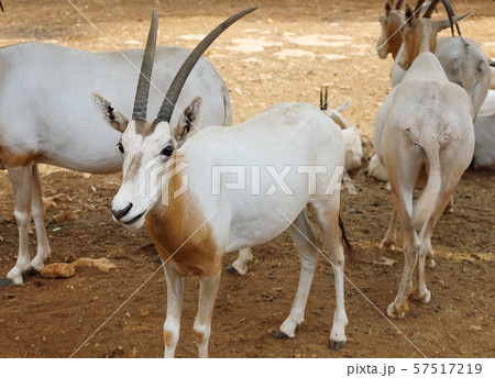 Herd of antelopes of Sahara Oryx 57517219