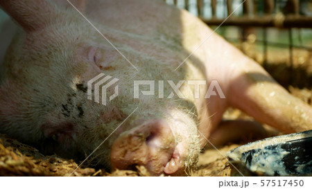 Sow of domestic pig Sus domesticus swine sleeps, hog in a cage profile close-up or detail pink snout 57517450