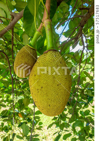 K.P. Mohan on Twitter: @ShashiTharoor @DrRanjithReddy @MahuaMoitra  Jackfruit sapling? Strange-looking variety if indeed it is jackfruit. /  Twitter