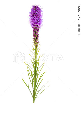 Single beautiful Liatris flower. Studio Photo 57519091