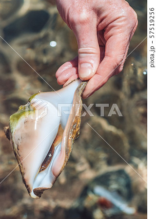 Sea shell in a male palm over crystal clear sea water blurred background. Travel concept. Vacation 57519256