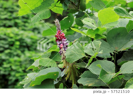 薬草の葛の花、葛の種 57521510