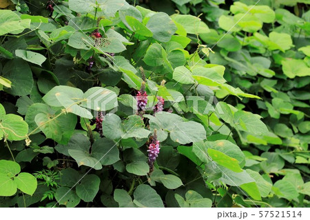 薬草の葛の花、 薬草の葛の花、 57521514