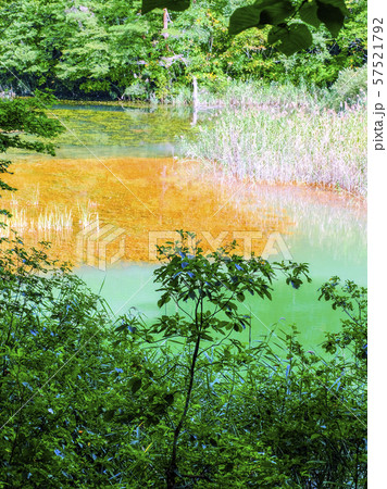 夏の深泥沼（縦） 57521792