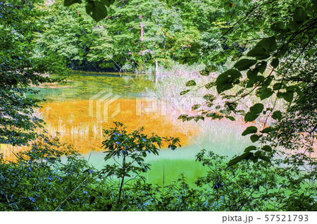 夏の深泥沼 夏の深泥沼 57521793