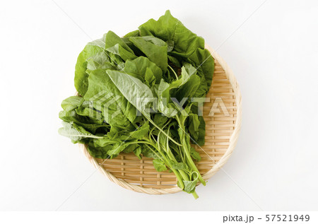 アマランサスの葉（葉野菜） 57521949