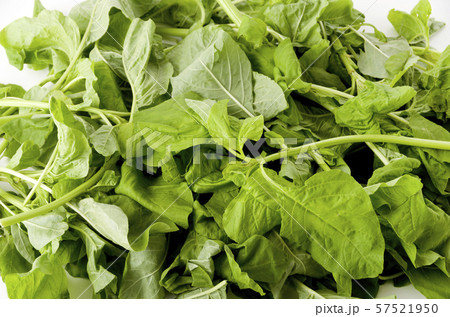 アマランサスの葉(葉野菜)アップ アマランサスの葉(葉野菜)アップ 57521950