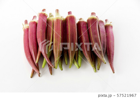 赤オクラ 赤オクラ 57521967