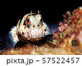 モンツキカエルウオ　 57522457