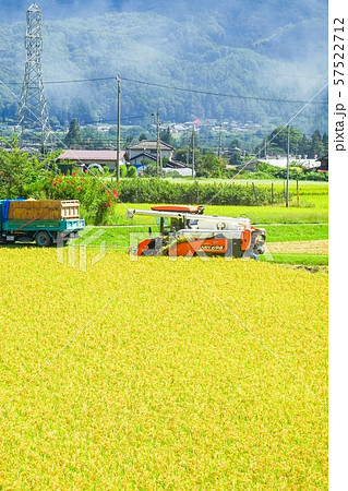 稲刈り 57522712
