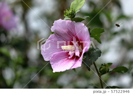 木槿の花 57522946