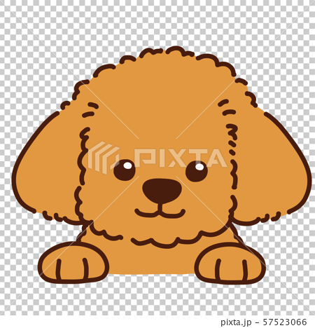 Toy Poodle Front Face Stock Illustration