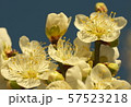 春の訪れ 57523218