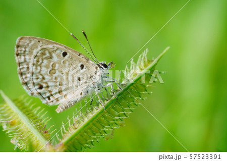 Beautiful small butterflies 57523391