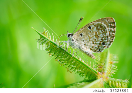 Beautiful small butterflies 57523392