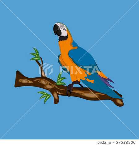 Bird Blue-and-yellow macaw standing on branches 57523506