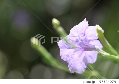 ヤナギバルイラソウ 57524079