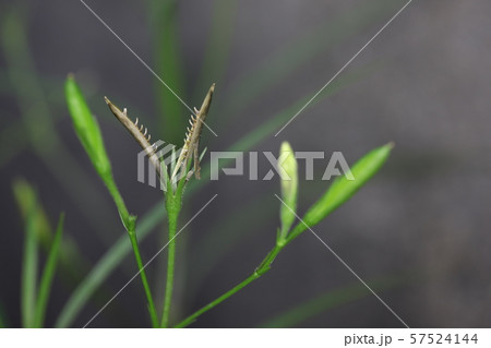 ヤナギバルイラソウ ヤナギバルイラソウ 57524144