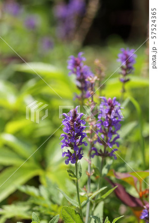 サルビア・ネモローサの花 サルビア・ネモローサの花 57524365
