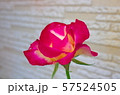 我が家の薔薇 57524505