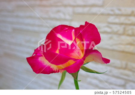 我が家の薔薇 57524505