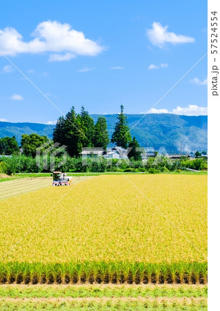 稲刈り 稲刈り 57524554