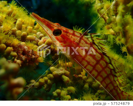 クダゴンベ 57524879