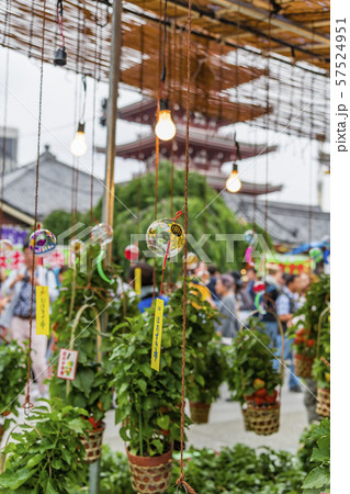 【浅草　浅草寺　ほおずき市】 57524951