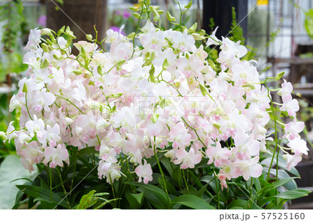 Pink dendrobium beauty blossom flower Pink dendrobium beauty blossom flower 57525160