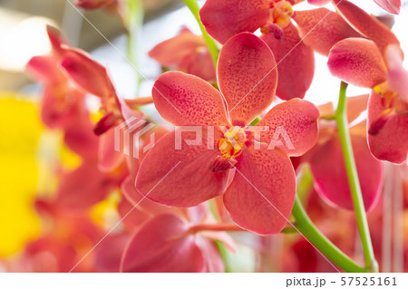 Mokara orchid flower in garden Mokara orchid flower in garden 57525161