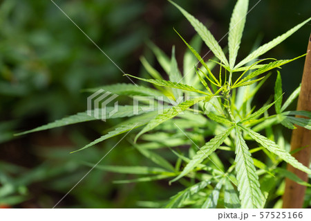Green marijuana leafs in nature 57525166