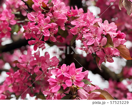 pink apple flowers on tree pink apple flowers on tree 57525229