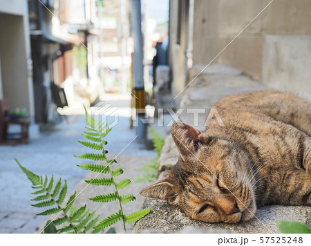 尾道の坂道 猫 尾道の坂道 猫 57525248