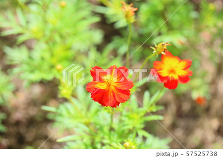 キバナコスモスの花 57525738