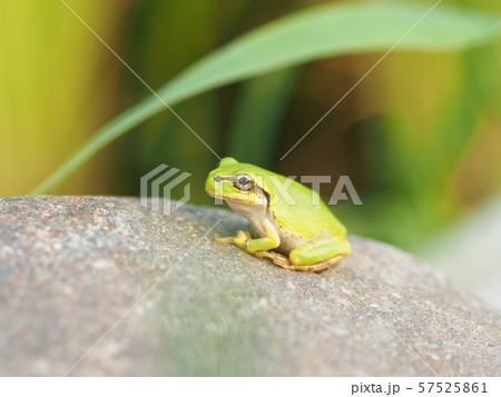 かえる 横アングル 57525861