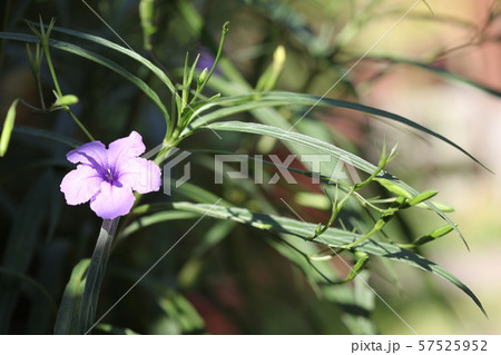 ヤナギバルイラソウ 57525952