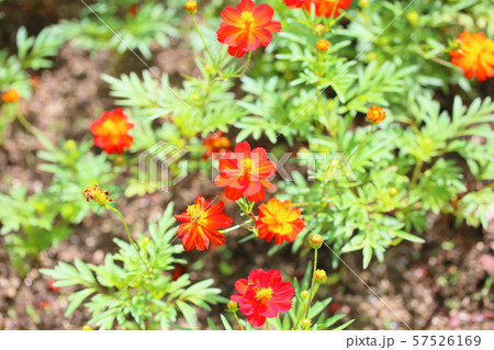 キバナコスモスの花 57526169