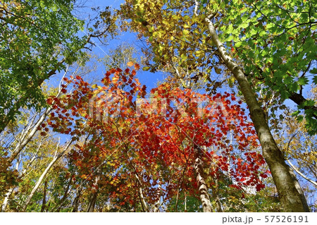 会津下郷町観音沼畔の紅葉の林 57526191