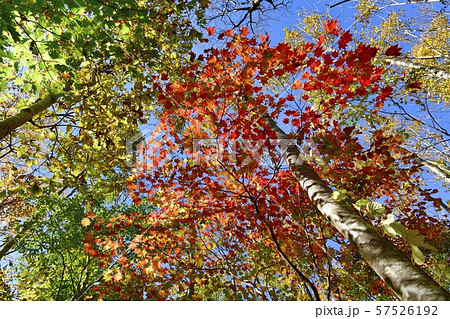 会津下郷町観音沼畔の紅葉の林 57526192