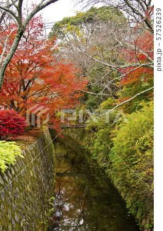 京都にある哲学の道の紅葉風景。 57526239