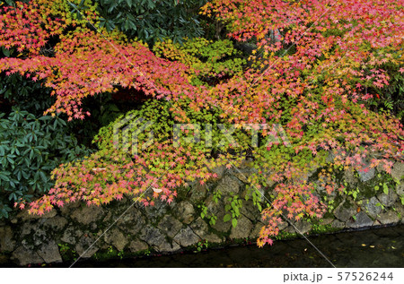 京都にある哲学の道の紅葉風景。 57526244